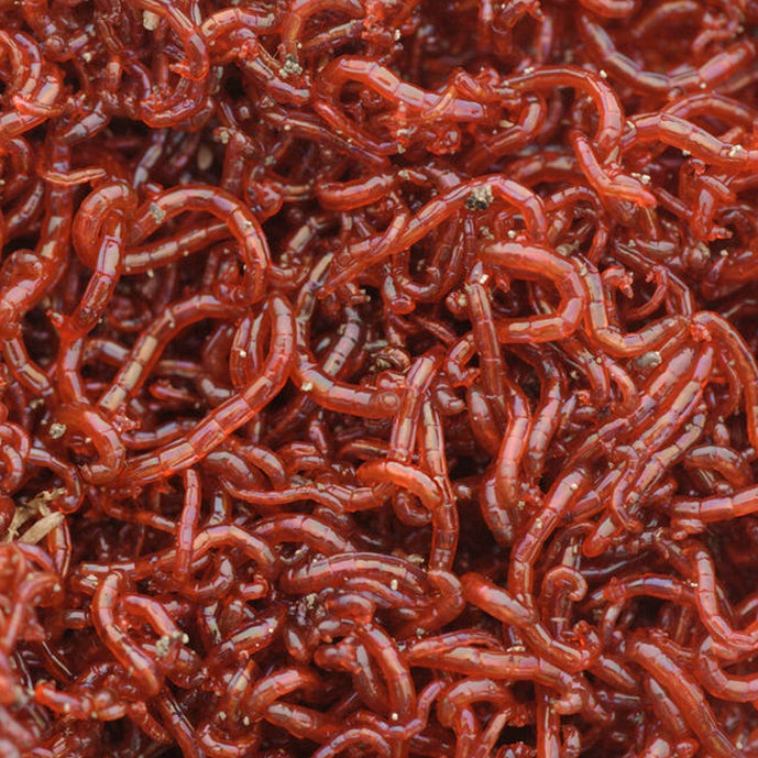 FD Bloodworm 4g