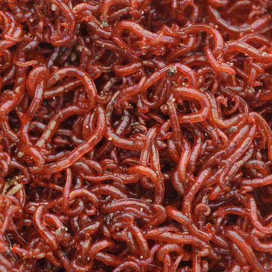 FD Bloodworm 4g