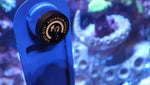 Feeding Clip (Magnetic)