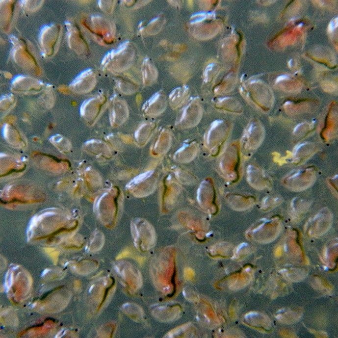 FD Daphnia
