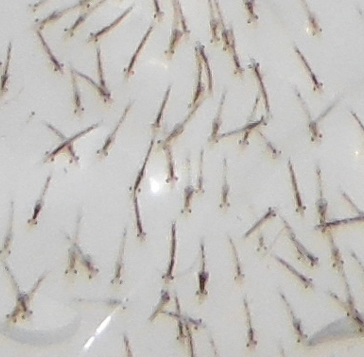 Mysis Shrimp 1kg Block