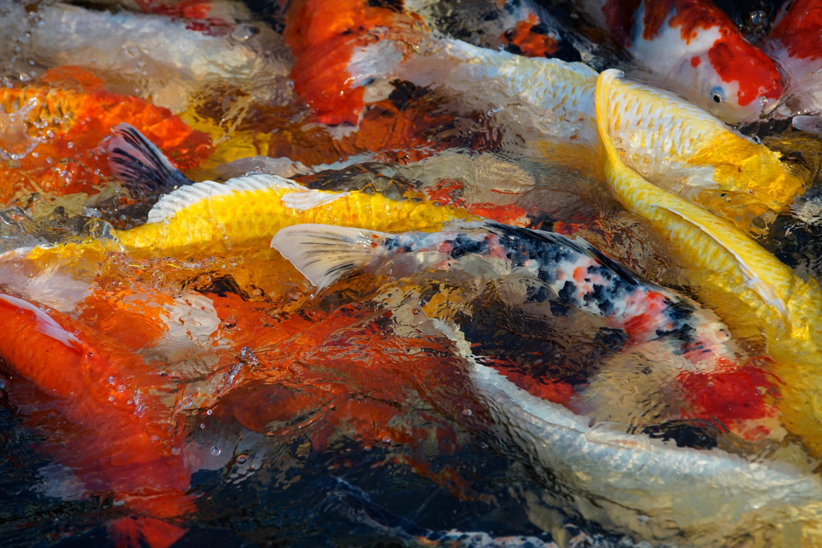 Pond Food