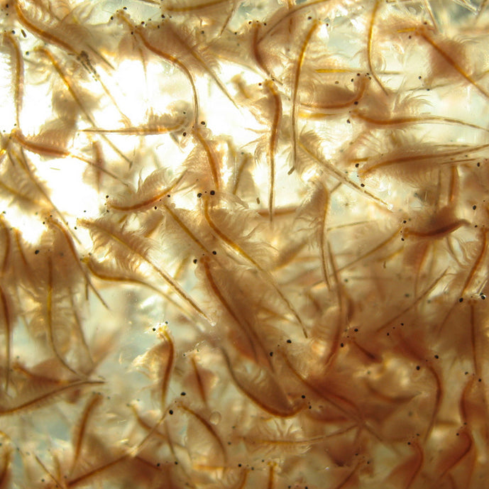 FD Brine Shrimp 7g - Freeze Dried
