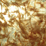FD Brine Shrimp 7g - Freeze Dried