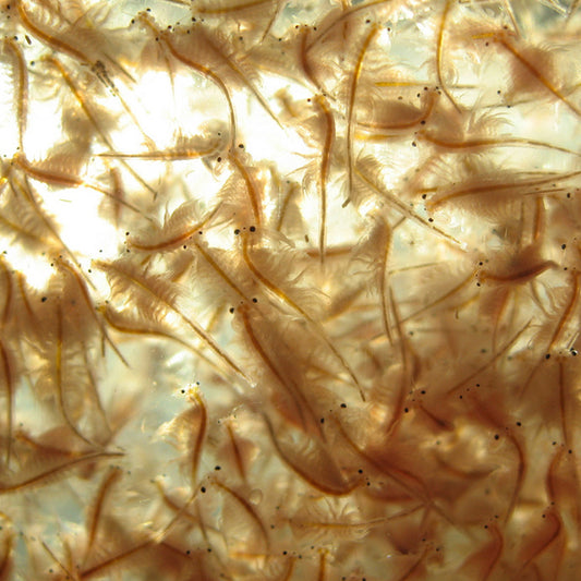 FD Brine Shrimp 7g - Freeze Dried