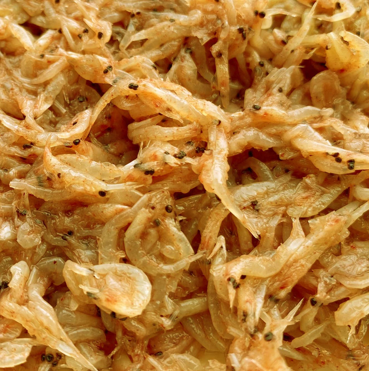 Ocean Plankton 1kg Block