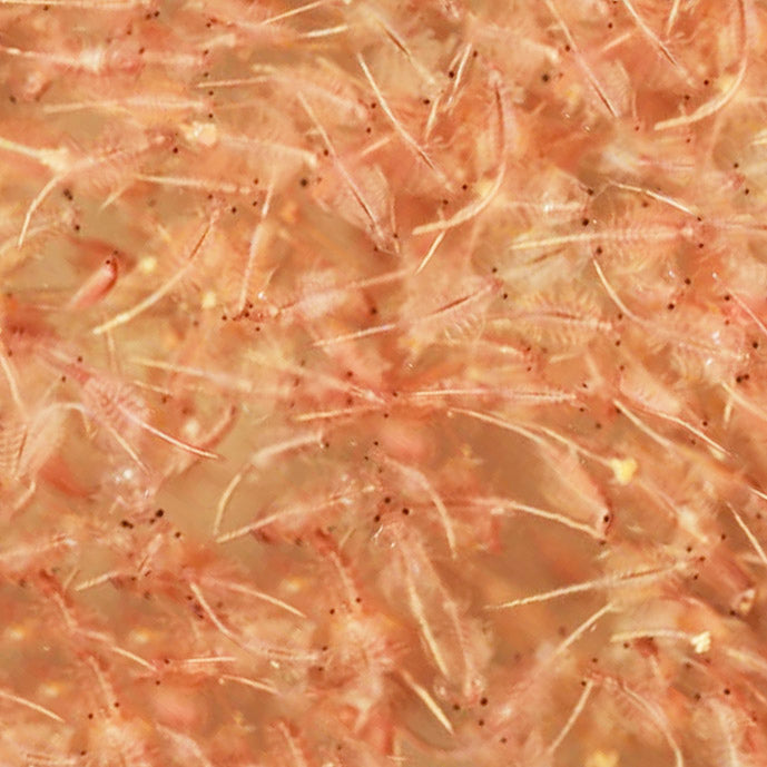 Brine Shrimp 1kg Block