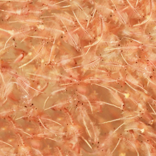 Brine Shrimp 1kg Block
