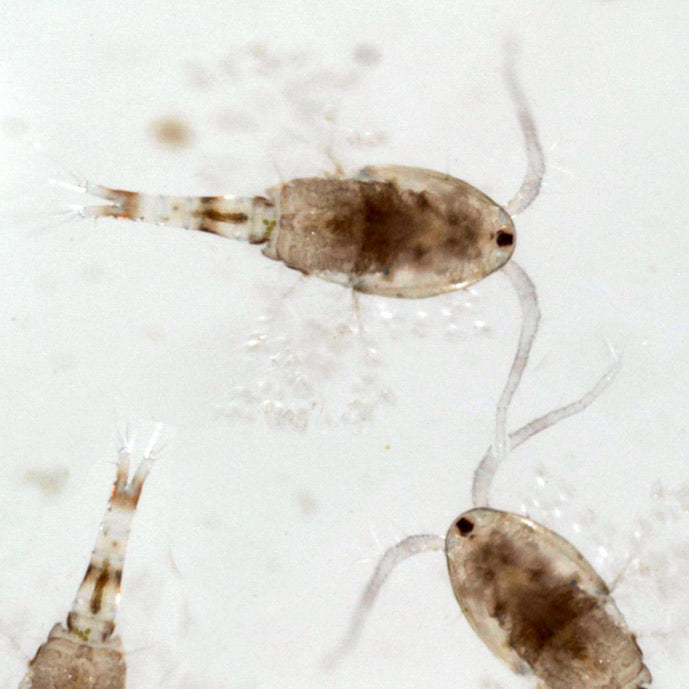 Cyclops 100g Blister