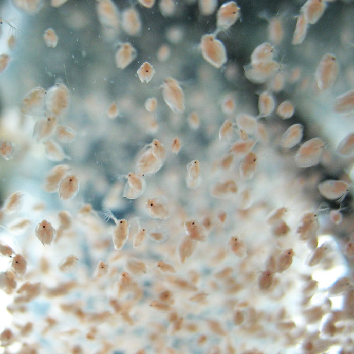 Daphnia 100g Blister