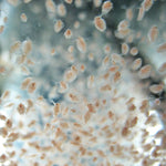Daphnia 100g Blister