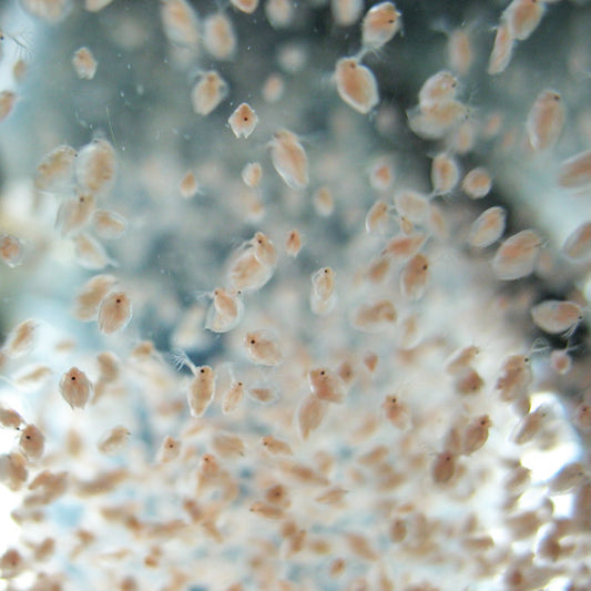 Daphnia 100g Blister