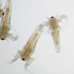 Artemia Cysts