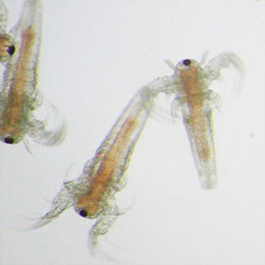 Artemia Cysts