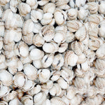 Whole Cockles in Shells 500g bag