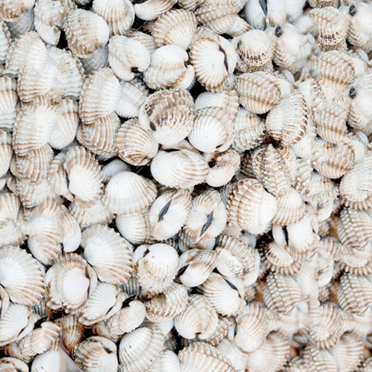 Whole Cockles in Shells 500g bag