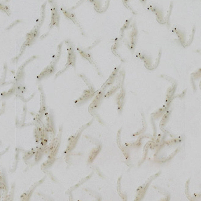 FD Mysis 6g - Freeze Dried