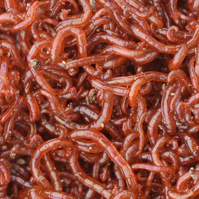 Bloodworm 1Kg Block