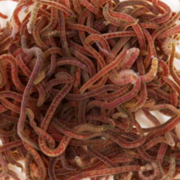 FD Tubifex 5g - Freeze Dried